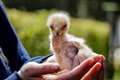 Baby Harris hawk born at Leeds Castle