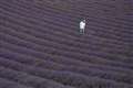 In Pictures: Purple haze as lavender blooms in Sussex