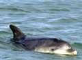 Bid to save Dave the Dolphin's life