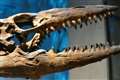 Diet of early lizards and snakes ‘more varied than previously thought’