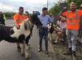 Road reopens after horses get onto A2