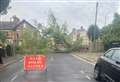 Fallen tree blocks road