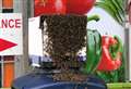 Watch: Huge swarm of bees in town centre 