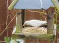 Albino starling spotted