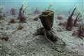 Thousands of seed bags planted in bid to restore seagrass meadows off coast