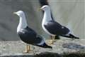 GPS backpacks fitted to seagulls show birds adapt to human activity in cities