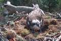 Hat-trick of eggs for osprey NC0 after mate fends off intruders