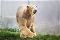 Hamish the polar bear settles in at new home