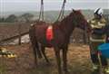 Dramatic rescue operation to save horse from muddy bank