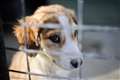 NI ministers urged to close loopholes exploited by puppy farm industry