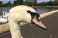 Swan saved after plastic bottle top gets stuck on its beak