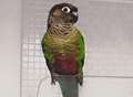 Help needed to find pretty parrot Hugo