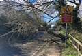 Fallen tree blocks main road