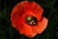 Nation to remember war dead on Armistice Day