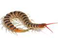 Centipedes incorporate weapons of bacteria and fungi into their venoms – study