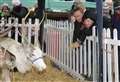 Anger at reindeers' 'hugely stressful' appearance at festive fair