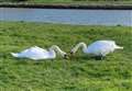 Bridge removal scheduled to protect swans