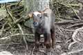 Mishmi takin calf born at wildlife park