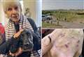 Gran left cut and bruised as ‘traumatised’ puppy attacked by two dogs