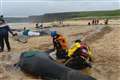 Mass pilot whale stranding on Isle of Lewis is ‘biggest one ever in Scotland’