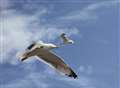 Man accused of killing gull