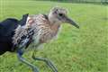 Conservationists’ joy as two curlew chicks return to Lough Neagh