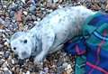 Shivering seal pup rescued from beach