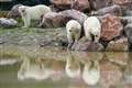 Polar bears’ personalities start to show after move to Staffordshire park