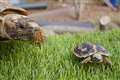 Keepers celebrate success of pancake tortoise breeding programme