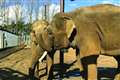 Zoo’s elephant pregnancy hopes as new Asian male ‘smitten’ with female herd