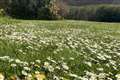 People urged to do nothing for nature this May by letting lawn flowers bloom