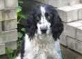 Home needed for blind spaniel after sight op fails