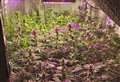 Disturbance leads to cannabis farm find