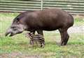 Tapir born at Howletts