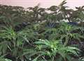 Hundreds of suspected cannabis plants seized