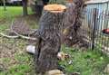 Birch tree illegally chopped down