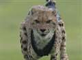 Cheetah injures staff