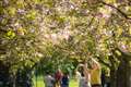 Blossoming trees to be planted across UK ‘to help signal hope’ after pandemic