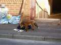 Urban foxes getting braver in