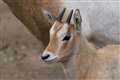 Hampshire zoo helps bring rare antelope back from brink of extinction