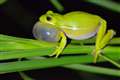 Lungs like noise-cancelling headphones help frogs hear mates, study shows