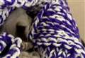 Kittens die after being found by roadside in shoebox