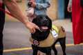 Britain’s longest-serving fire investigation dog retires