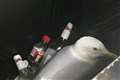 ‘Cheeky’ seagull is rescued from bin