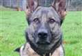 Praise for police dog after catching suspected thief