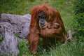 Birth of critically endangered orangutan baby ‘special moment’ for Chester Zoo