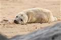 First grey seal pups of the season born at large colony