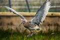 Rescued curlew chicks released back into the wild