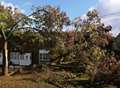 High winds blow 'dangerous' tree in half