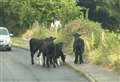 Cows escape field after fences cut